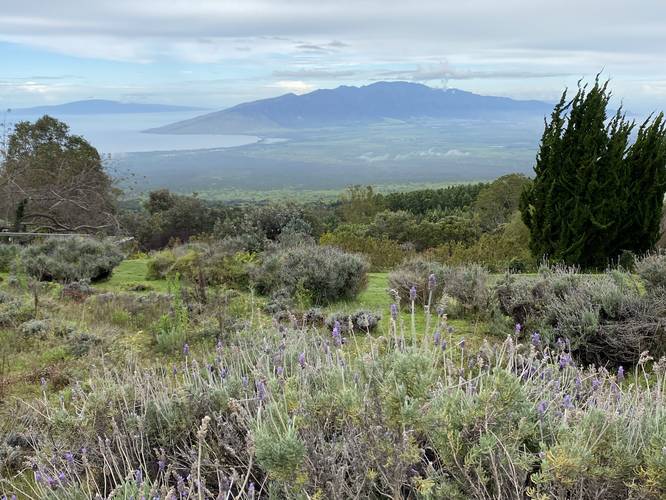 View of the West Maui Mountains and the island of Lanai with lavander in the foreground