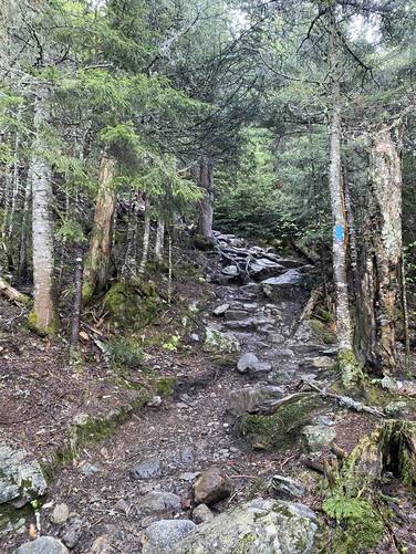 Rocky stairs of the Ammonoosuc Ravine Trail as it ascends through the evergreens