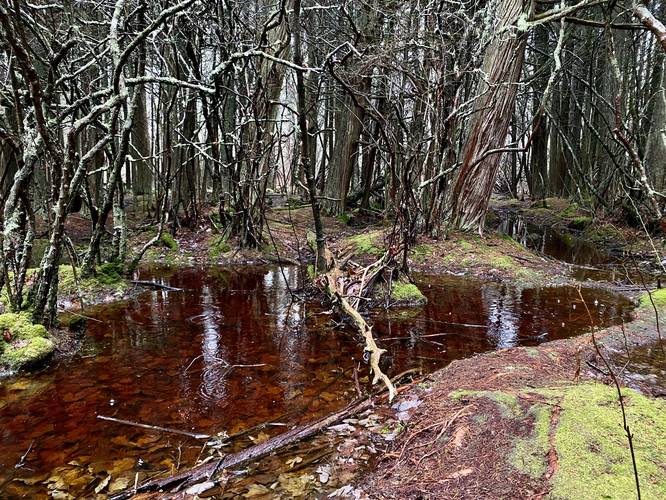 Red tannin-laden swamp waters and vibrant green moss