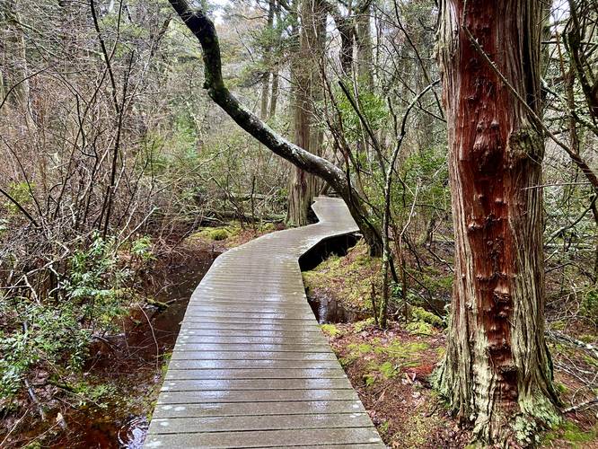 Red waters, green moss, boardwalk passing through the swamp