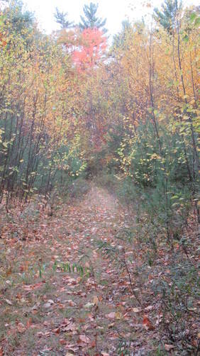 Vegetation along narrow stretch of trail
