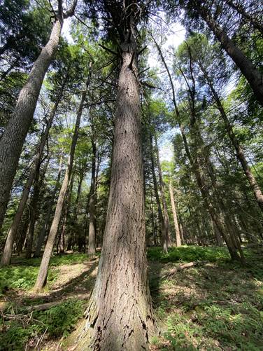 Old growth eastern hemlock. 82.47cm D.b.h, approx. 205 to 210-years old
