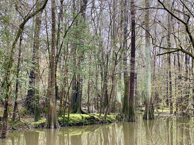 Water Tupelo and Bald Cypress in a scenic swamp