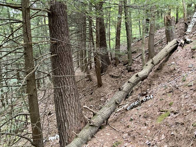 Old log-slide trail