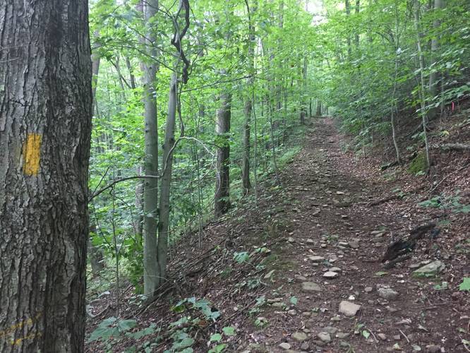Big Tree Hollow Trail