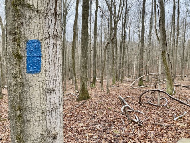Blue Trail (Plymouth Woods) - Blue Trail Plymouth Woods album