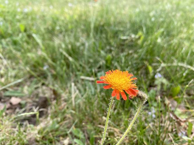 Pilosella aurantiaca (fox-and-cubs, Devil's Paintbrush) wildflower