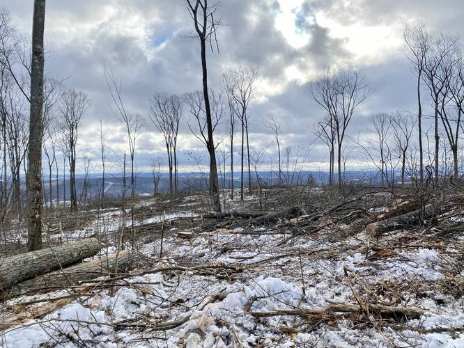 Near edge of forest clear-cutting