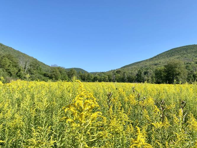 Mt Nessmuk (left), Oak Point Mountain (right) with goldenrod in the foreground