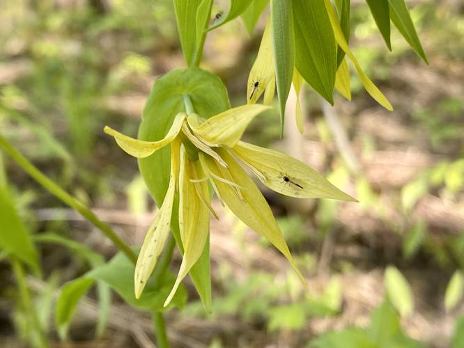 Yellow Trout Lilly wildflower