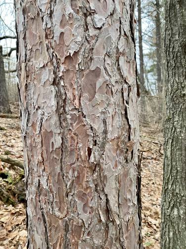 Red pine bark