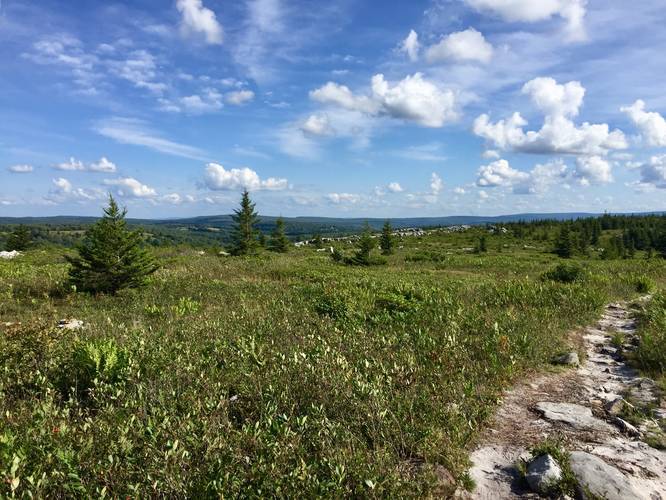 View back into Dolly Sods