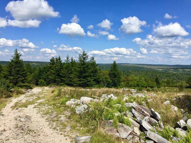 Picture 7 of Dolly Sods Rocky Ridge Trail