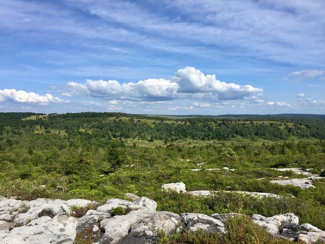 Picture 34 of Dolly Sods Rocky Ridge Trail