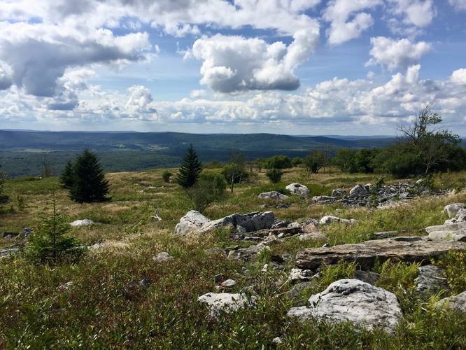 Picture 19 of Dolly Sods Rocky Ridge Trail