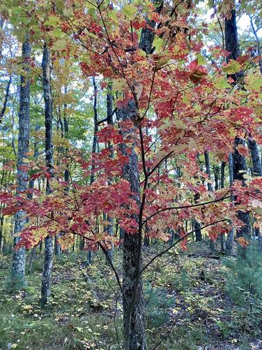 Foliage along the Dry Hollow Trail
