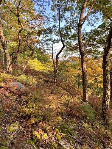 Foliage on bushwhack to off-trail vista
