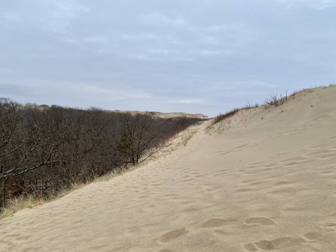 Hiking up the dunes and above the "treeline"