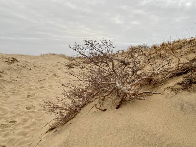 Uprooted bush/tree along the Dune Shacks Trail