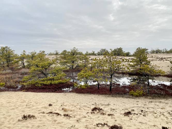 Boggy wetland in the dune forest