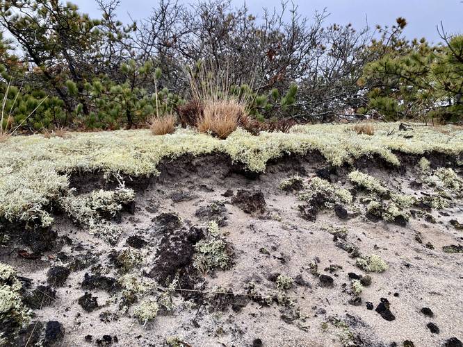 Lichen growing on sand