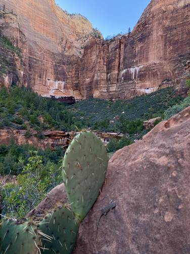 Prickly Pear Cactus and a small lizard in Zion Valley