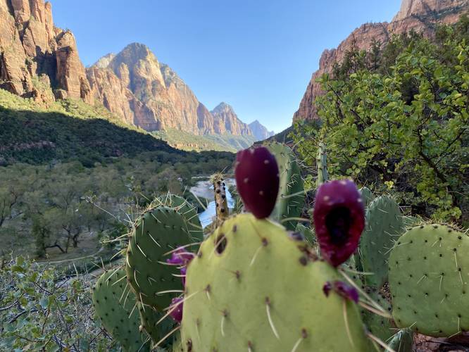 Flowering Prickly Pear Cactus in Zion Valley
