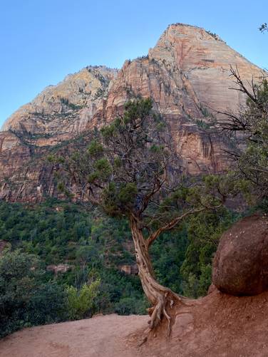 Lone evergreen tree clinging to the side of the trail in Zion Valley