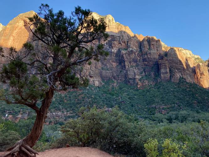 Lone evergreen pine in Zion Valley