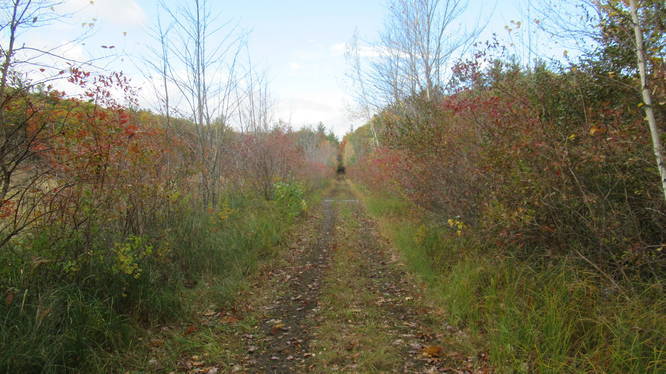 Marsh area is good for birding along the Rail Trail