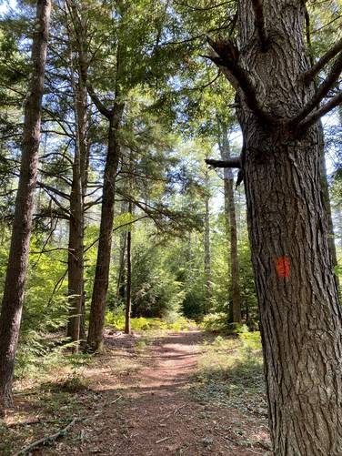 Orange blazes of the Heath Trail among the conifer trees