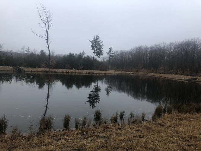 View of pond near the end of the trail