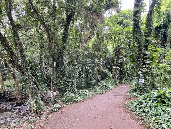 Lush rainforest jungle of the Honolua Bay Trail (enchanted forest)