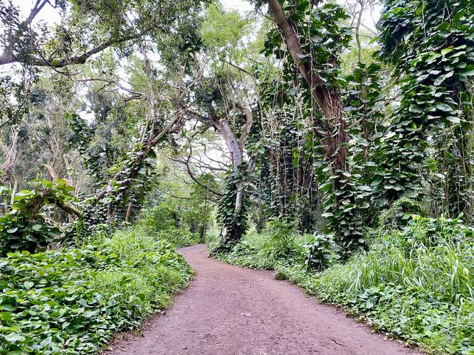 Lush rainforest jungle of the Honolua Bay Trail