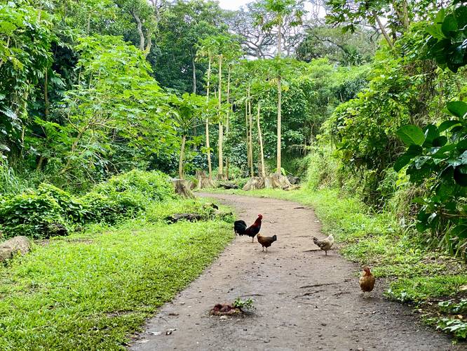 Wild chickens on the trail