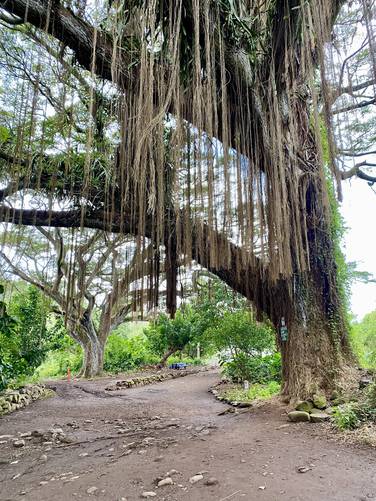 Lush jungle-like vines hang from a large tree along the Honolua Bay Trail
