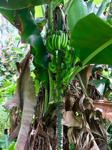 Wild bananas growing on the trail to the red sand beach