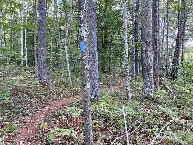 Blue blazes of the Kettle Hole Trail