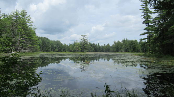 View of the Pond from the trail