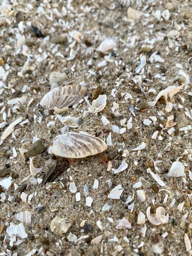 Crushed shells of Lake Huron
