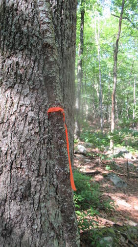 Orange plastic tape marks the trail