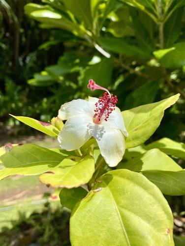 White Hibiscus, Koki'o ke'oke'o (Hibiscus waimeae ssp. hannerae)