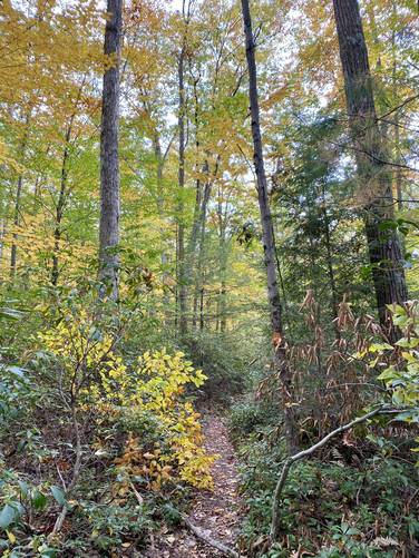 Foliage of the West Rim Trail