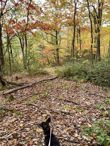 Jax hikes through foliage to reach his rocky overlook