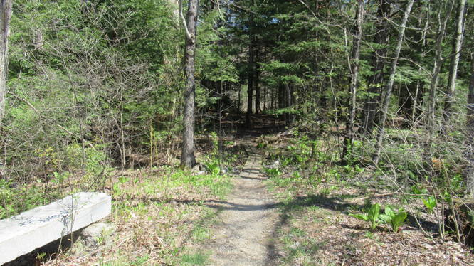 McCabe Forest Trails - McCabe Forest Trails album