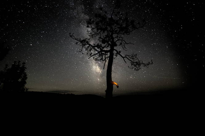 Milky Way and Lone Pine at Barbour Rock
