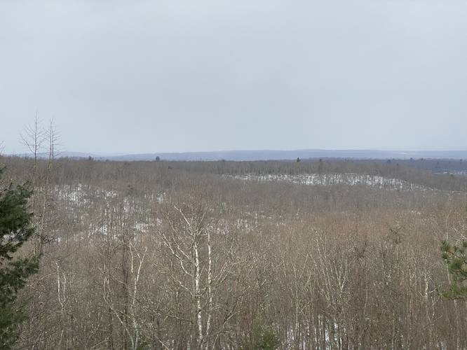 White Birch Vista view