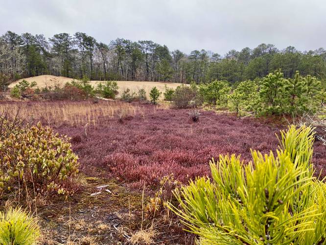 Colorful cranberry plants and pine trees in Mother's Bog