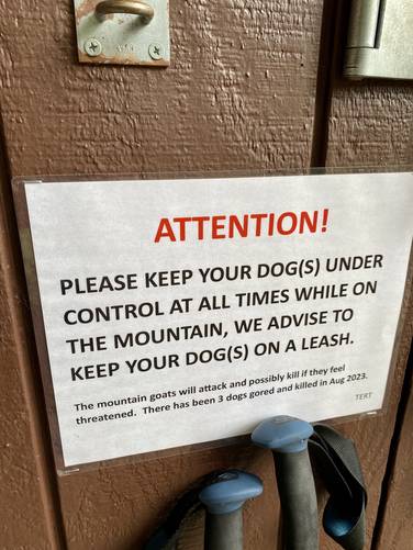 Always keep dogs leashed, mountain goats can and will kill your dog