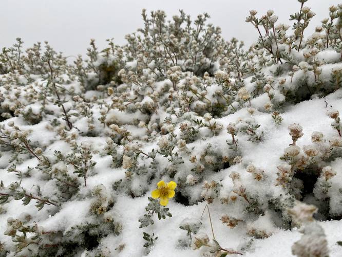 Snow-covered wildflowers on Mt. Timpanogos